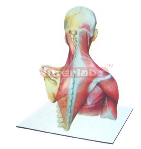 HUMAN NECK & BACK MODEL WITH  MUSCLES AND SKELETONS